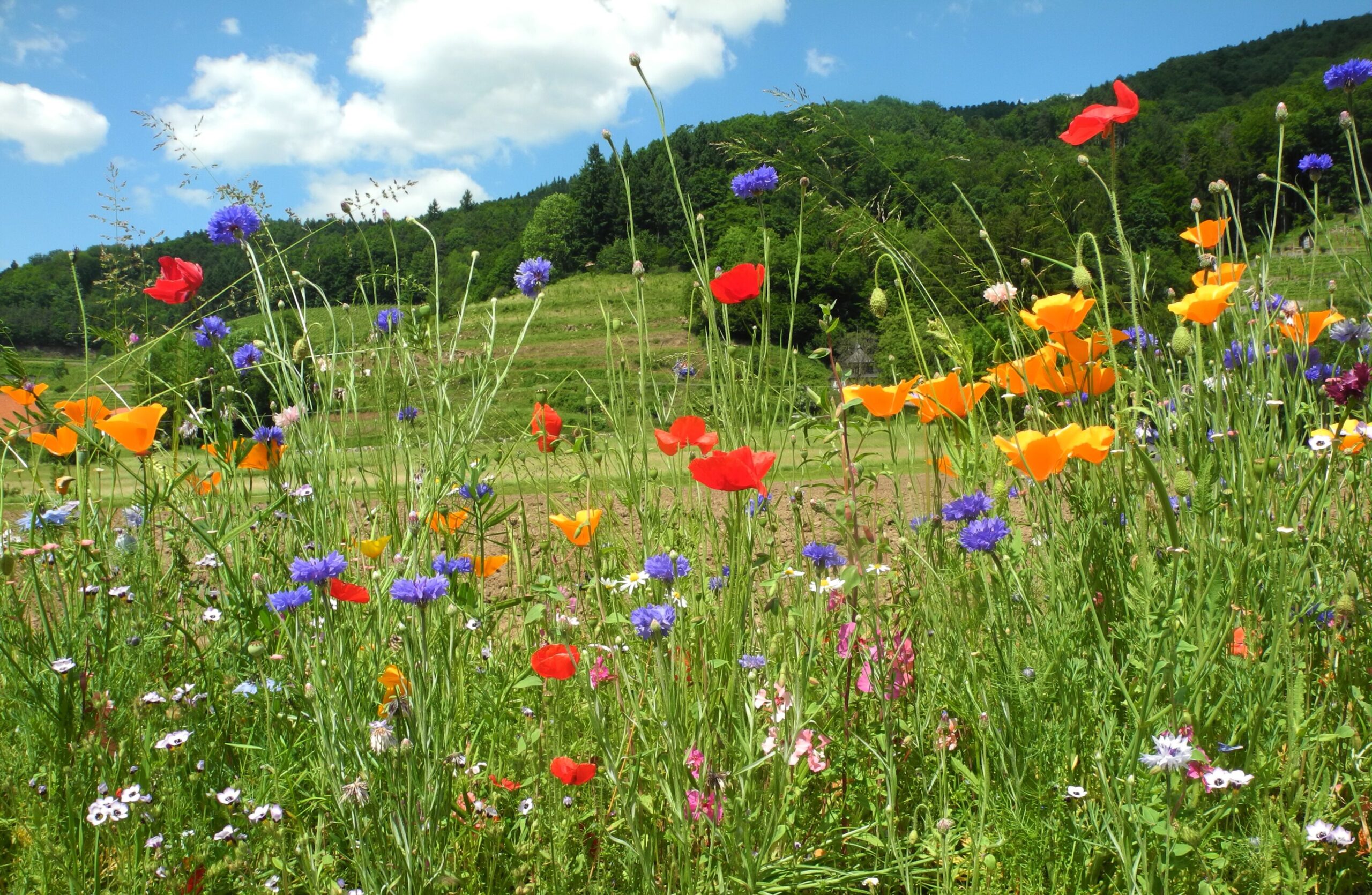 Blumenwiese-Vielfalt