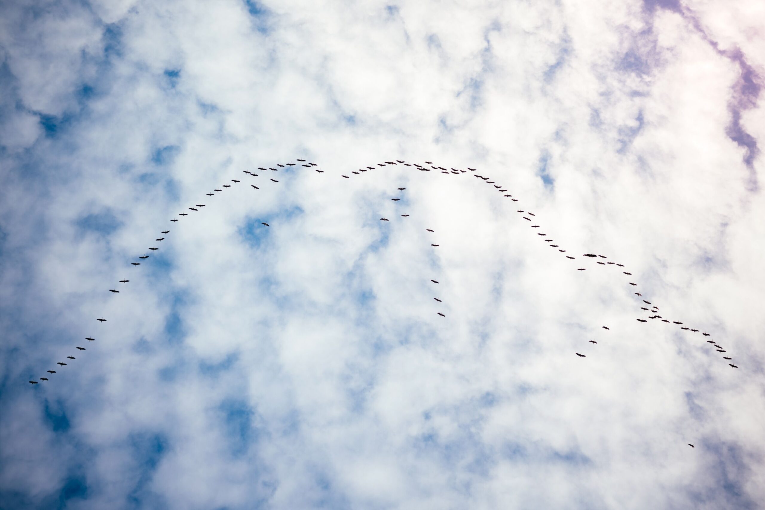 Zugvögel am Himmel
